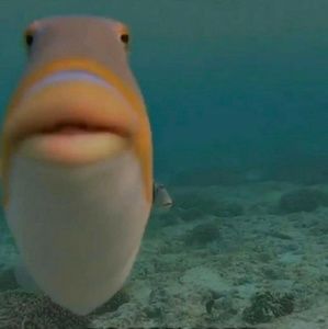 Meet your Posher, Edgar